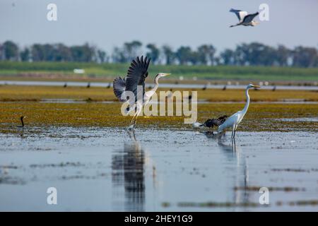 Héron gris (Ardea cinerea) et Grand Egret (Casmerodius albus), Tanguar haor, Sunamganj, Bangladesh Banque D'Images