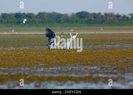 Héron gris (Ardea cinerea) et Grand Egret (Casmerodius albus), Tanguar haor, Sunamganj, Bangladesh Banque D'Images