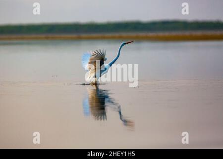 Un Grand Egret volant (Casmerodius albus), Tanguar haor, Sunamganj, Bangladesh Banque D'Images