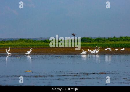 Un troupeau de Grand Egret (Casmerodius albus), Tanguar haor, Sunamganj, Bangladesh Banque D'Images