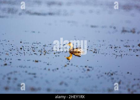 Un petit Grebe (Tachybaptus ruficollis capensis), Tanguar Haor, Sunamganj, Bangladesh Banque D'Images