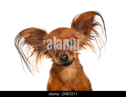 Russkiy Toy in front of white background Banque D'Images