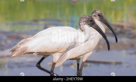 Couple d'oiseau ibis à tête noire Banque D'Images