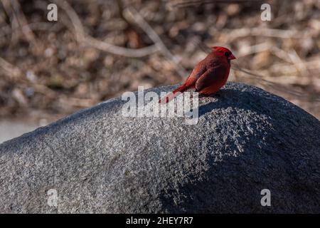 Orono Crown Land conservation Area Ontario Canada en hiver Banque D'Images