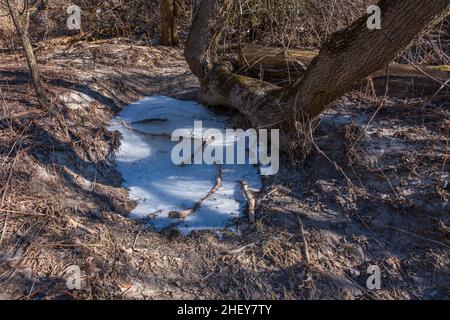 Orono Crown Land conservation Area Ontario Canada en hiver Banque D'Images