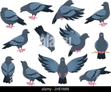 Dessin animé rock colombe oiseau, ville pigeon oiseaux.Jeu d'illustrations vectorielles pour oiseaux de pigeon gris volant, marchant et assis.Personnages d'oiseau pigeon Illustration de Vecteur