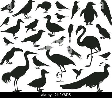 Silhouettes d'oiseaux de dessins animés, pigeon noir, toucan et personnages de perroquet.Faune, bois ou oiseaux de ville, jeu d'illustrations vectorielles de moineau et de mouettes Illustration de Vecteur