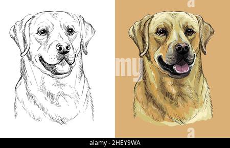 Chien à dessin main Vector labrador retriever monochrome et couleur Illustration de Vecteur