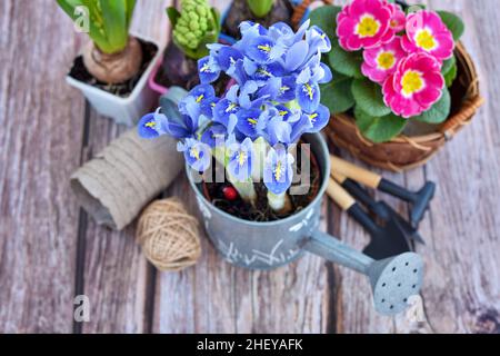 Fleurs d'iris, plantes et outils de jardin sur une ancienne table en bois.Concentrez-vous sur les fleurs de l'iris Banque D'Images