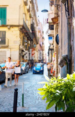 Plante verte fraîche contre une rue illuminée floue dans la vieille ville de Naples Banque D'Images