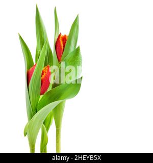 Tulipes en tissu éponge rouge-orange sur fond blanc.Fond floral printanier.Carte avec fleurs.Placer pour le texte Banque D'Images