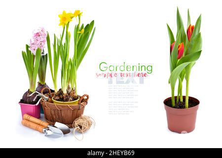 Jacinthe de printemps, tulipes, fleurs de narcisse et outils de jardinage sur fond blanc.Concept de jardinage Banque D'Images