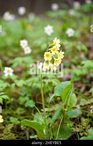 Primula elatior sur un pré de printemps, foyer sélectif.Primrose dans l'environnement naturel. Banque D'Images