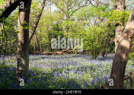 Jacinthes dans les bois à Beckenham Place Park, Lewisham. Banque D'Images