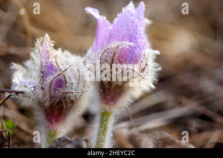 Patens à l'herbe de rêve ou Pulsatilla, gros plan, fond naturel de source. Pulsatilla, dans le foyer sélectif. Banque D'Images