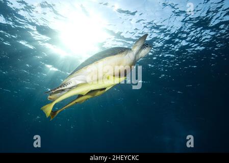 Tortue imbriquée de l'Atlantique - Eretmochelys imbricata, espèce d'animal de mer en danger populaire provenant de l'océan Atlantique et des mers, Mer Rouge, Égypte. Banque D'Images