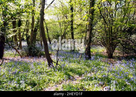 Jacinthes dans les bois à Beckenham Place Park, Lewisham. Banque D'Images