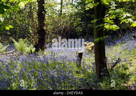 Jacinthes dans les bois à Beckenham Place Park, Lewisham. Banque D'Images