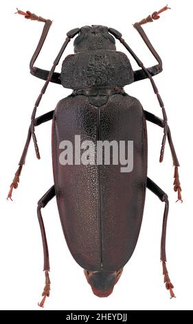 Ergates faber longhorn scarabée de la famille des Cerambycidae rare coléoptère européen femelle Banque D'Images