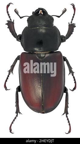 Le coléoptère de cerf Lucanus cervus famille Lucanidae femelle Banque D'Images