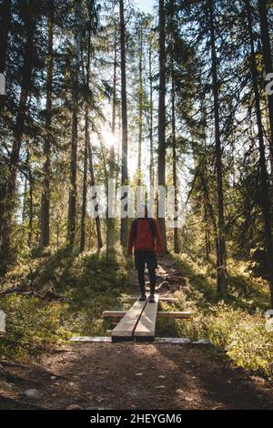 Vue d'un homme cultivé marchant dans la forêt sur un caillebotis dans le parc national de Hiidenportti, Sotkamo, région de kainuu en Finlande.Beauté du biod finlandais Banque D'Images