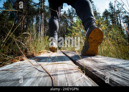 Vue sur les veaux d'un homme cultivé marchant dans la forêt sur un caillebotis dans le parc national de Hiidenportti, Sotkamo, région de kainuu en Finlande.Actif l Banque D'Images
