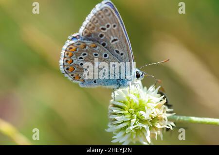 Gros plan d'un papillon à pois qui pollinise une fleur un jour ensoleillé. Banque D'Images