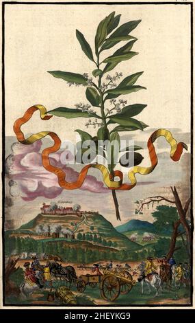 Olivo, Olivenbaum und Blick auf Rotenberg, Gartengestaltung, Nürnbergische Hesperides von Johann Christoph Volkamer, 1710 / Garden, Illustration du jardin de Nürnbergische Hesperides, 1710, Origisch, historique, numérique amélioration de la reproduction d'un original du 18th siècle / Digital restaurierte Reprodukeiner Hof 18.Jahrhundert, genaues Originaldatum nicht bekannt Banque D'Images