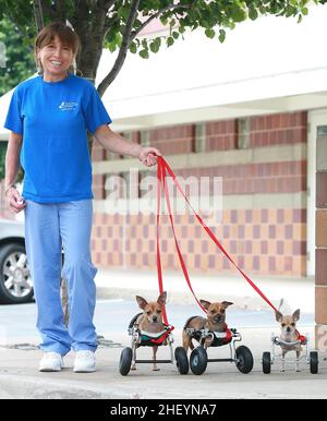 PROPRIÉTAIRE DONNA IMHOF PRENDRE TROIS DES QUATRE PREMIERS AU MONDE CHIHUAHUA CHIOTS QUI SONT NÉS SANS JAMBES AVANT, SUR DES ROUES SPÉCIALEMENT CONÇUES.ALLER À PIED.LES QUATRE PREMIERS CHIENS CHIHUAHUA AU MONDE, NÉS SANS PATTES AVANT, ONT APPRIS À UTILISER LEURS ROUES SPÉCIALEMENT ADAPTÉES POUR SE DÉPLACER.NEW YORK, ÉTATS-UNIS.PHOTO : GARY ROBERTS Banque D'Images