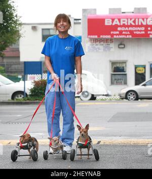 PROPRIÉTAIRE DONNA IMHOF PRENDRE TROIS DES QUATRE PREMIERS AU MONDE CHIHUAHUA CHIOTS QUI SONT NÉS SANS JAMBES AVANT, SUR DES ROUES SPÉCIALEMENT CONÇUES.ALLER À PIED.LES QUATRE PREMIERS CHIENS CHIHUAHUA AU MONDE, NÉS SANS PATTES AVANT, ONT APPRIS À UTILISER LEURS ROUES SPÉCIALEMENT ADAPTÉES POUR SE DÉPLACER.NEW YORK, ÉTATS-UNIS.PHOTO : GARY ROBERTS Banque D'Images