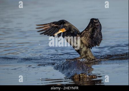 Cormorant a repéré quelque chose de délicieux à manger sous l'eau Banque D'Images