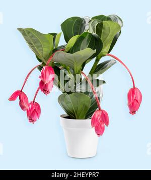 Medinilla épiphyte en pot espèces de plantes à fleurs de la famille des Melastomataceae sur fond bleu clair Banque D'Images