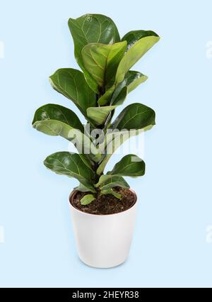 Pot blanc avec plante figue à feuilles de violon avec de grandes feuilles vertes brillantes sur fond bleu clair Banque D'Images