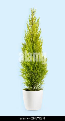 Feuillage de couleur Chartreuse de l'usine de Cupressus wilma goldcrest à feuilles persistantes en pot de fleurs sur fond bleu clair Banque D'Images