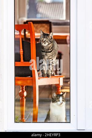 les chats adorables attendent derrière la porte pour ouvrir la porte Banque D'Images