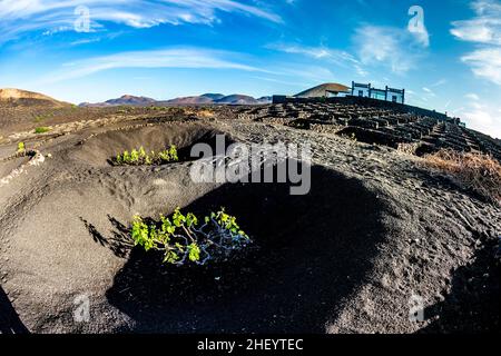 Vignobles célèbres de la Geria sur sol volcanique à Lanzarote Banque D'Images
