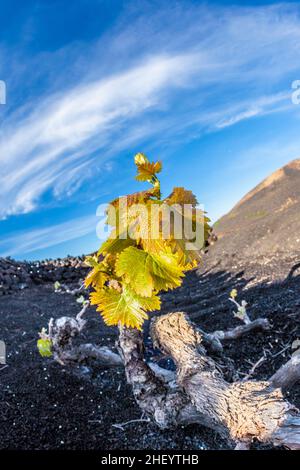 D'un vignoble dans l'île de Lanzarote, poussant sur des sols volcaniques Banque D'Images