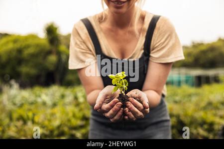 Une agricultrice tenant une jeune plante poussant dans le sol.Agriculteur biologique anonyme protégeant une plantule verte dans son jardin.Agricole femelle durable pla Banque D'Images