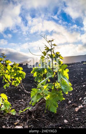 De belles vignes poussent sur un sol volcanique à la Geria Banque D'Images