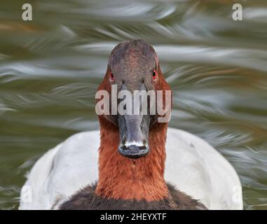 Vue frontale d'un drake Canvasback au centre Slimbridge Wildfowl and Wetlands à Gloucestershire, Royaume-Uni Banque D'Images