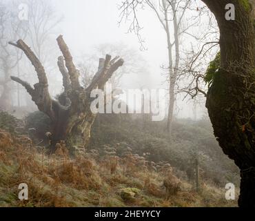 Chêne tronqué mort dans la brume matinale au parc Ashton court Somerset Royaume-Uni Banque D'Images