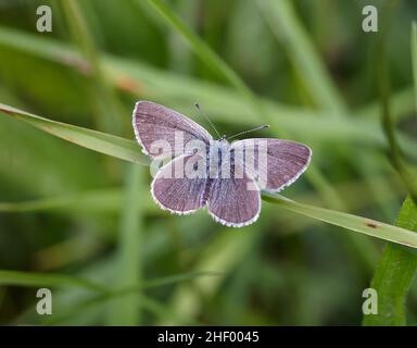 Petit mâle Blue Cupido minimus à Stoke Camp Reserve dans les Mendip Hills de Somerset Royaume-Uni - le plus petit papillon de Grande-Bretagne Banque D'Images