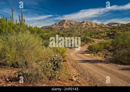 Superstition Mountains, Montana Mountain Loop, FS 650, Tonto National Forest, près de Superior,Arizona, États-Unis Banque D'Images