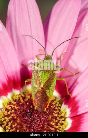 Acanthosoma hémorroidale, Hawthorn Shieldbug sur Osteospurmum fleur  Norfolk UK Banque D'Images