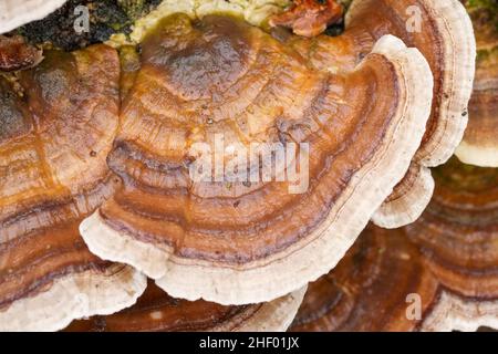Trametes versicolor, Turkey tail support champignon poussant sur le bois en décomposition  Norfolk UK Banque D'Images