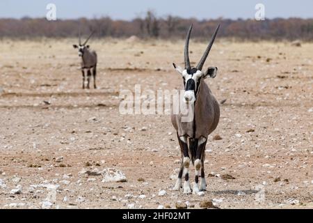 Portrait d'antilope debout dans le parc national d'etosha en Namibie Banque D'Images