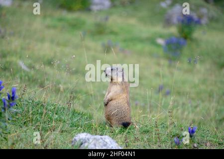 Marmotte alpine dans l'environnement naturel. Dolomites. L'Italie. Banque D'Images