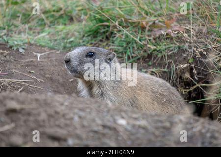 Marmotte alpine dans l'environnement naturel. Dolomites. L'Italie. Banque D'Images