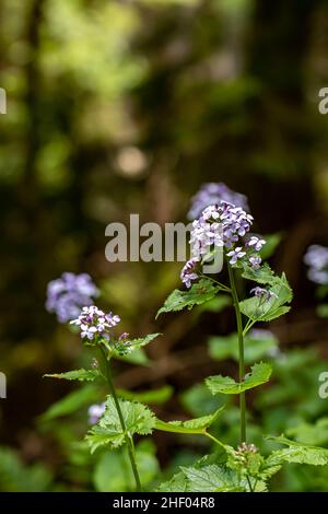 Lunaria annua fleur en montagne, gros plan Banque D'Images