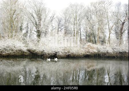 La Tamise et les arbres sans feuilles en hiver, Kew West London, Royaume-Uni. Banque D'Images